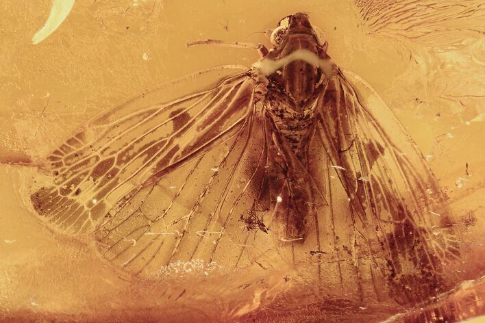 Detailed Fossil Planthopper (Fulgoroidea) In Baltic Amber #275342